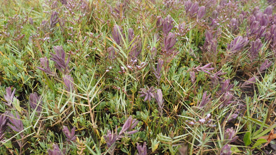 SF Bay Sea Lavender Control California Invasive Plant Council