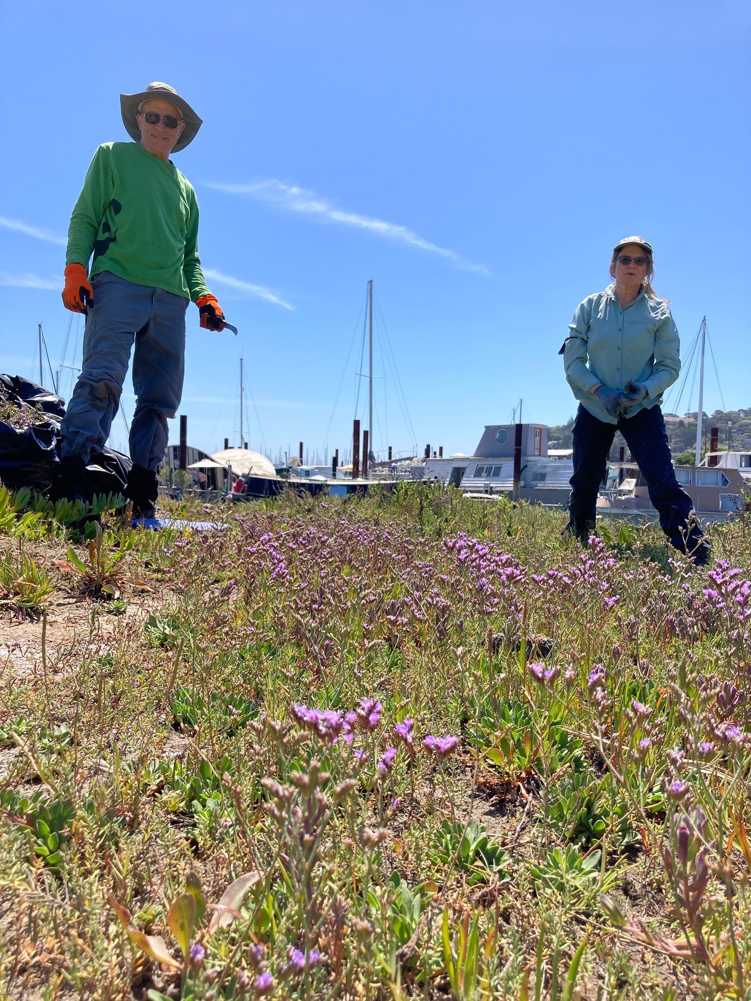 Two volunteers in work clothes look down at a field of sea lavender. Behind them, several boats sit in a harbor.