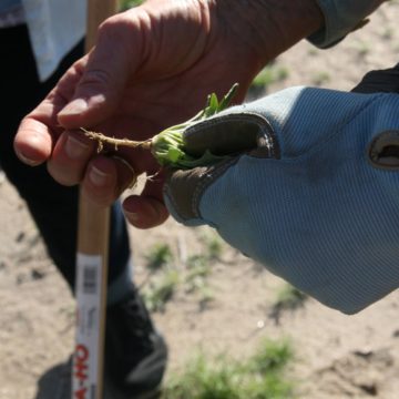 Gloved hands hold a small weed and root system