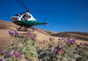 A helicopter flies low over a field of purple thistles