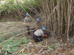 California Conservation Corps crew members remove Arundo