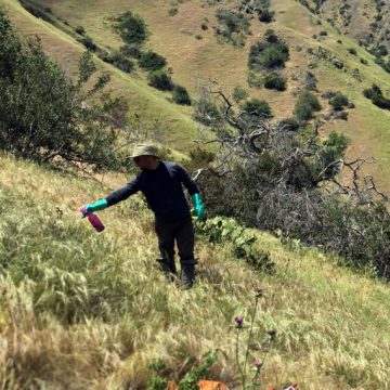 A man in protective gear uses a small spray bottle to target weeds on a grassy green hillside