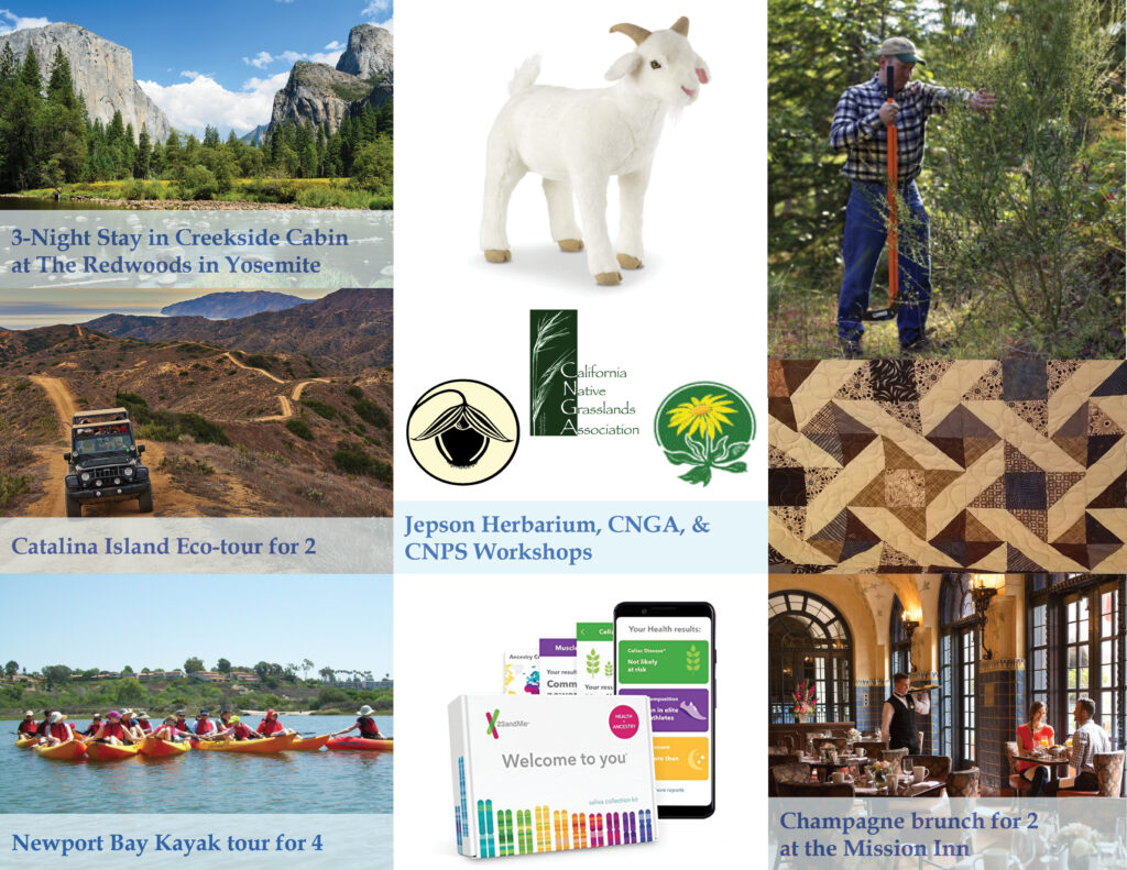 Auction Raffle items you could win 2019