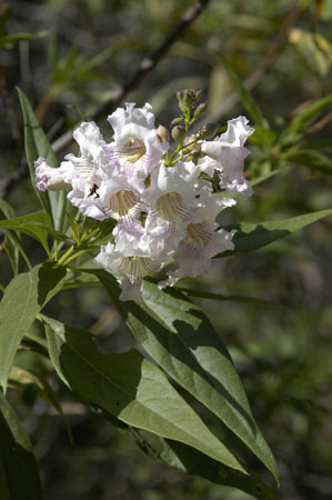 Chitalpa close up