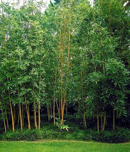 bambusa multiplex landscaping ipc invasive underplanting clumping pokok buluh prickles