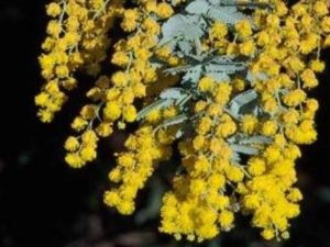 Acacia baileyana_C122-08