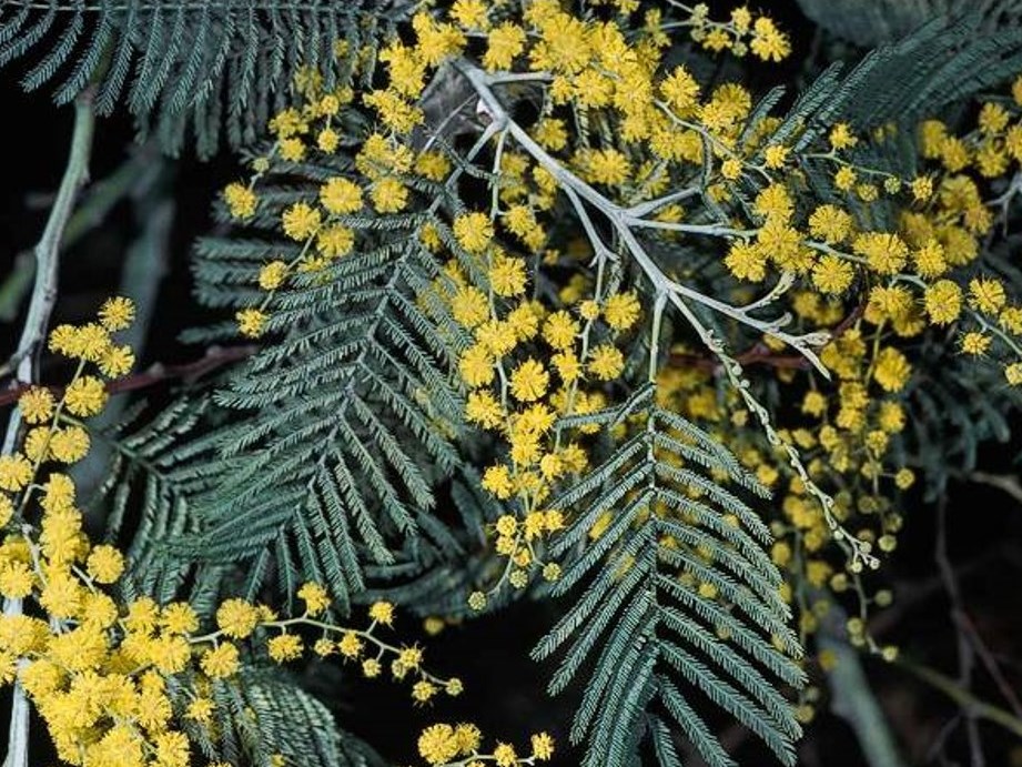 Acacia dealbata_silver wattle_JM DiTomaso