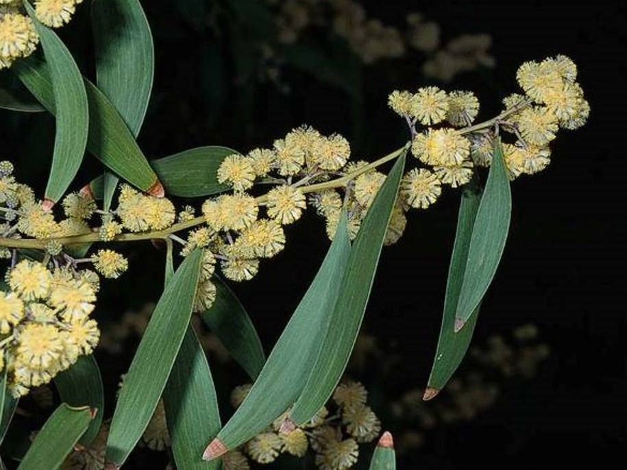 Acacia melanoxylon_black acacia_JM DiTomaso