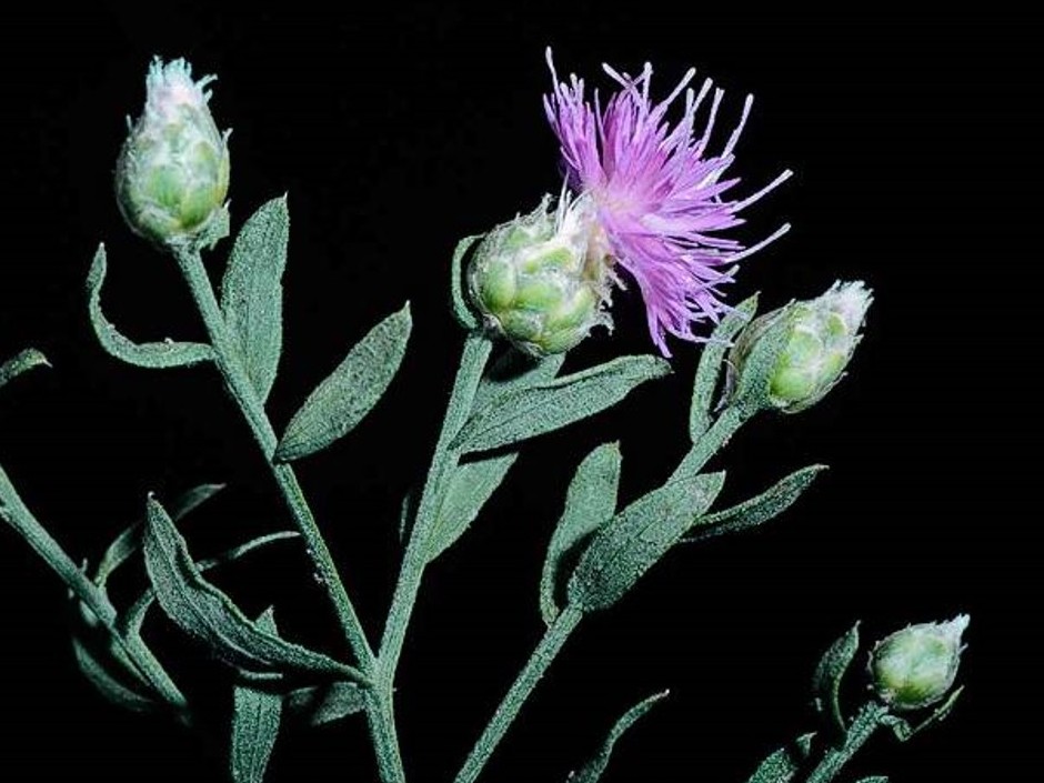 Acroptilon repens_Russian knapweed_JM DiTomaso