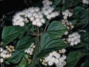 Ageratina adenophora_Croftonweed_JM DiTomaso