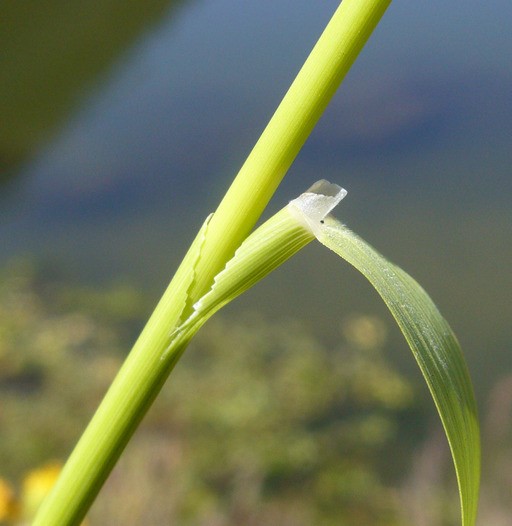 Agrostis avenacea_leaf blade and sheath_Zoya Akulova