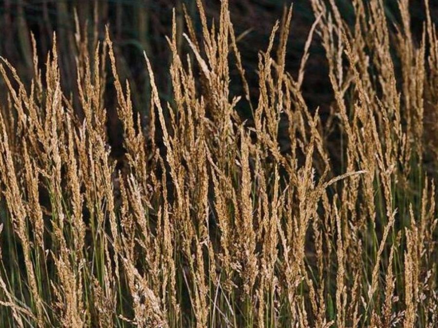 Agrostis stolonifera Profile California Invasive Plant Council