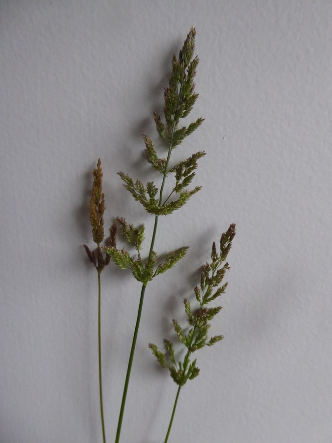 Agrostis stolonifera_inflorescence_ZoyaAkulova
