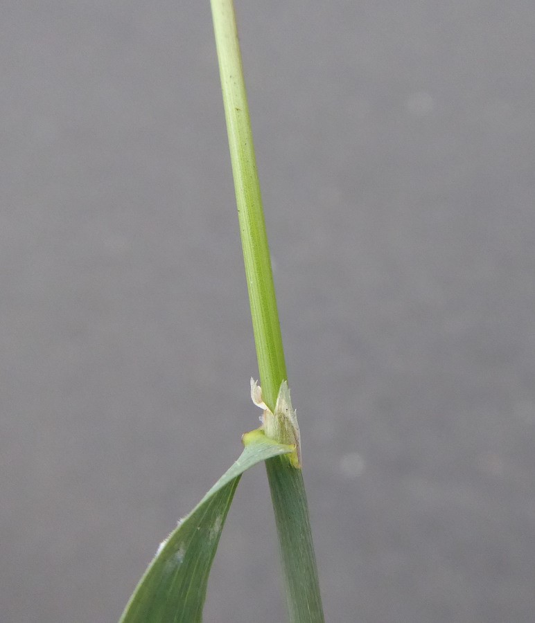 Agrostis stolonifera_leaf blade and sheath_ZoyaAkulova