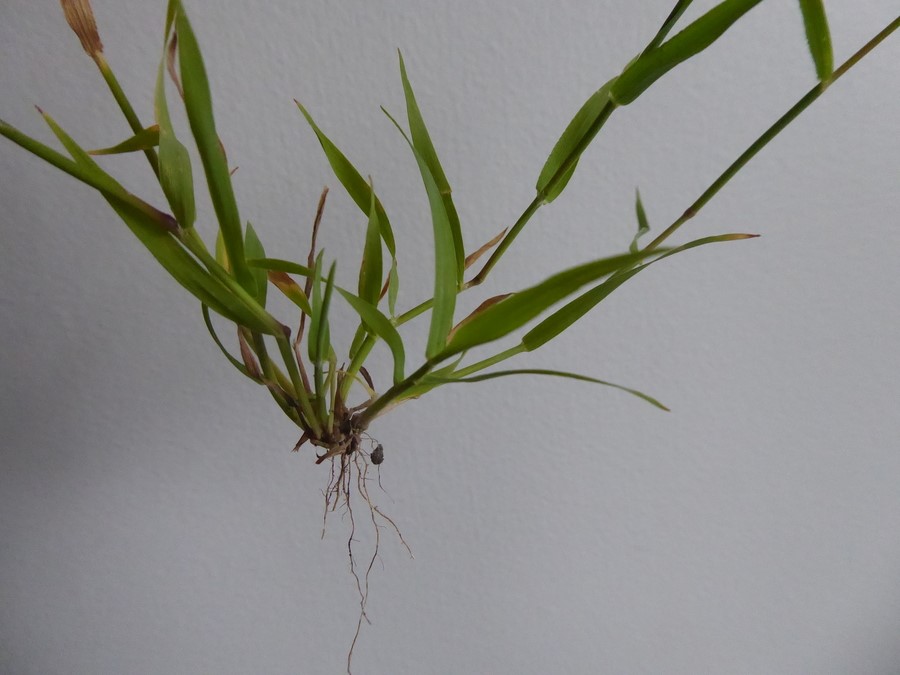 Agrostis stolonifera_young plant with roots_ZoyaAkulova