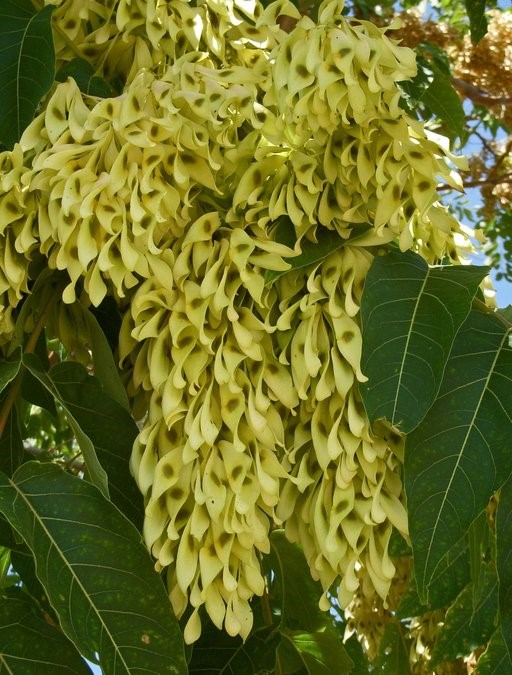 Ailanthus altissima_fruits (immature)_copyright2009_NealKramer