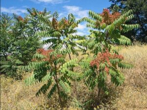 Ailanthus altissima_tree-of-heaven_JM DiTomaso_cropped