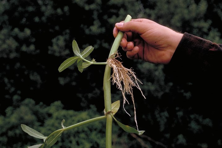 Alternanthera philoxeroides_adventitious roots from stem_copyright2001_CDFA(FredHrusa)