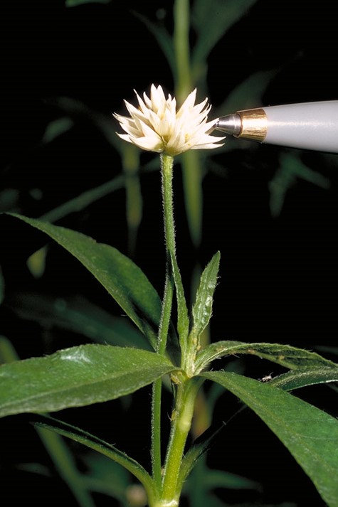 Alternanthera philoxeroides_stem, leaves, and inflorescence_copyright2001_CDFA(DeanKelch)