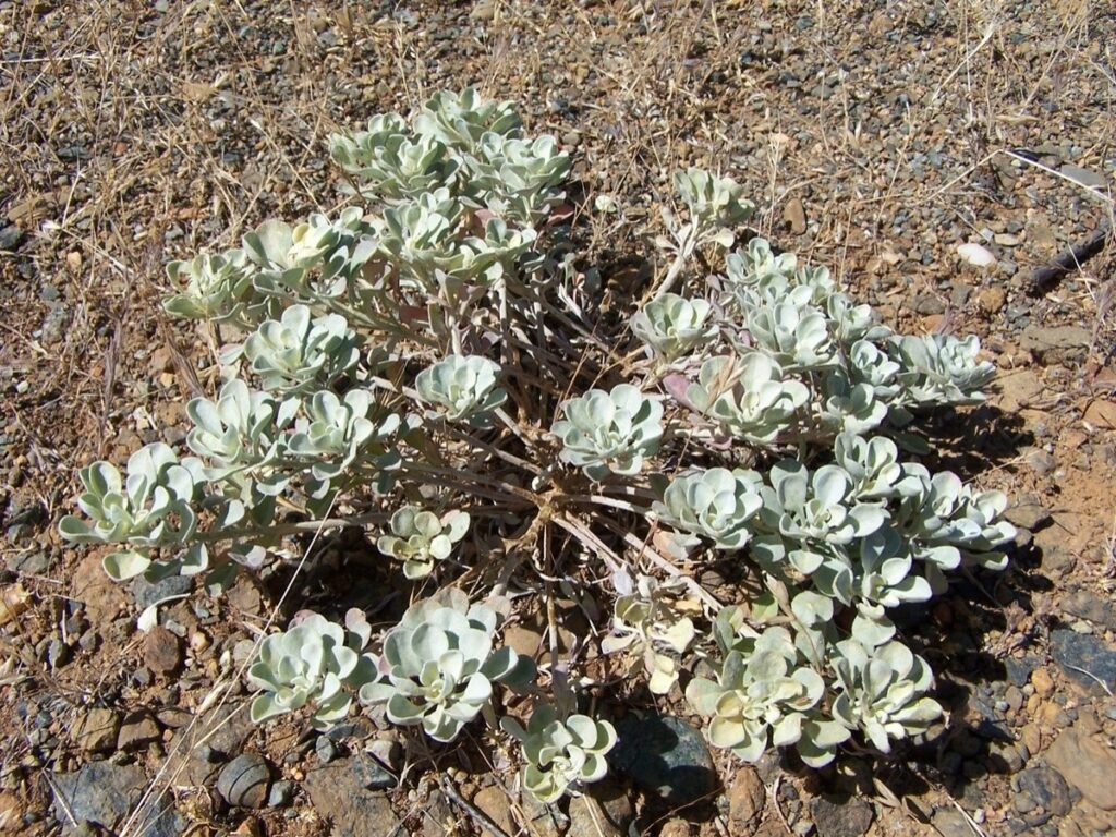 Alyssum corsicum Profile California Invasive Plant Council