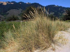 Ammophila arenaria_ European beachgrass_ JM Di Tomaso