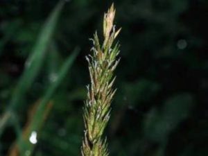 Anthoxanthum odoratum_ sweet vernalgrass_ JM Di Tomaso