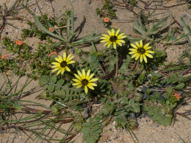 Arctotheca calendula Profile California Invasive Plant Council
