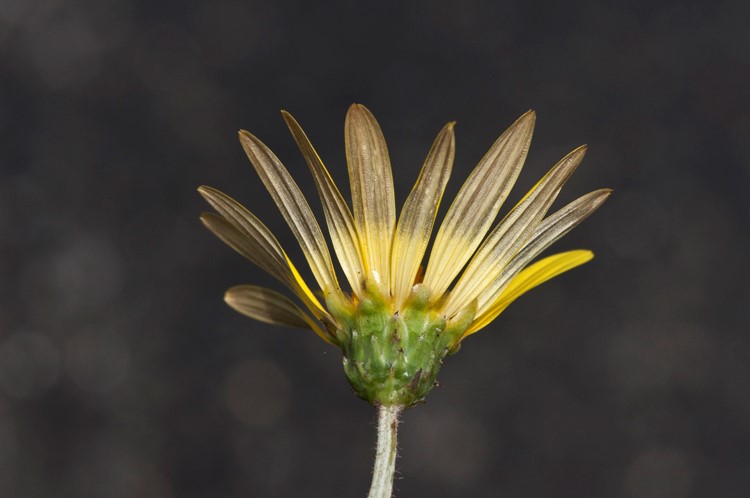 Arctotheca prostrata_flower head phyllaries_RichardSpellenberg