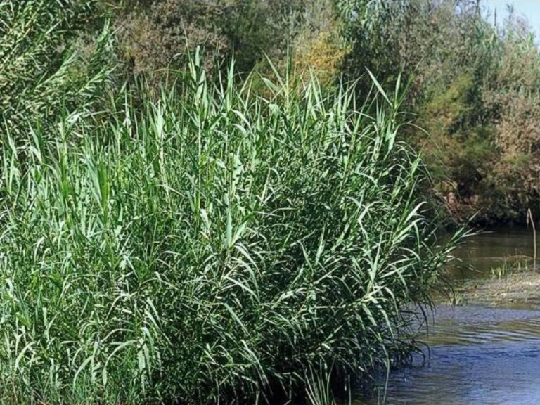 Arundo donax Profile California Invasive Plant Council