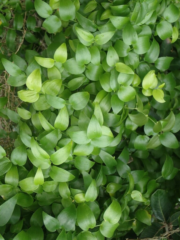 Asparagus asparagoides Profile California Invasive Plant Council