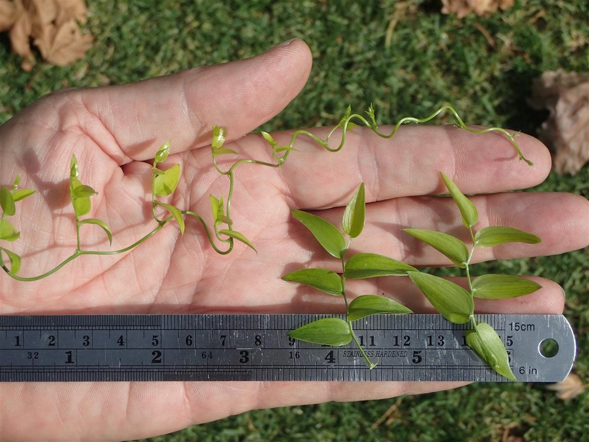 Asparagus-asparagoides_leaves-and-stem_Ron-Vanderhoff_cropped.jpg