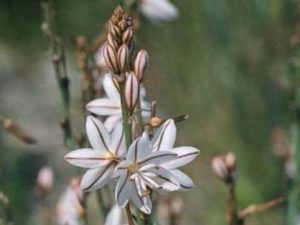 Asphodelus fistulosus_Onionweed_ JM Di Tomaso