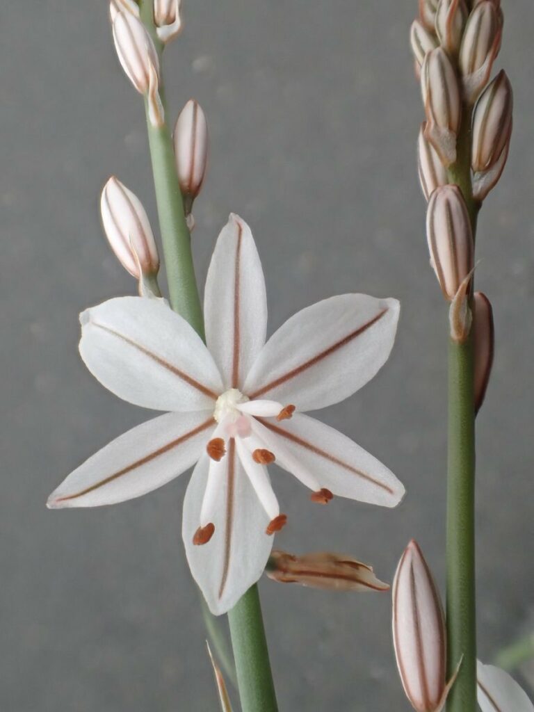 Asphodelus fistulosus Profile – California Invasive Plant Council