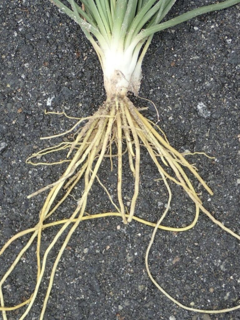 Asphodelus fistulosus Profile California Invasive Plant Council