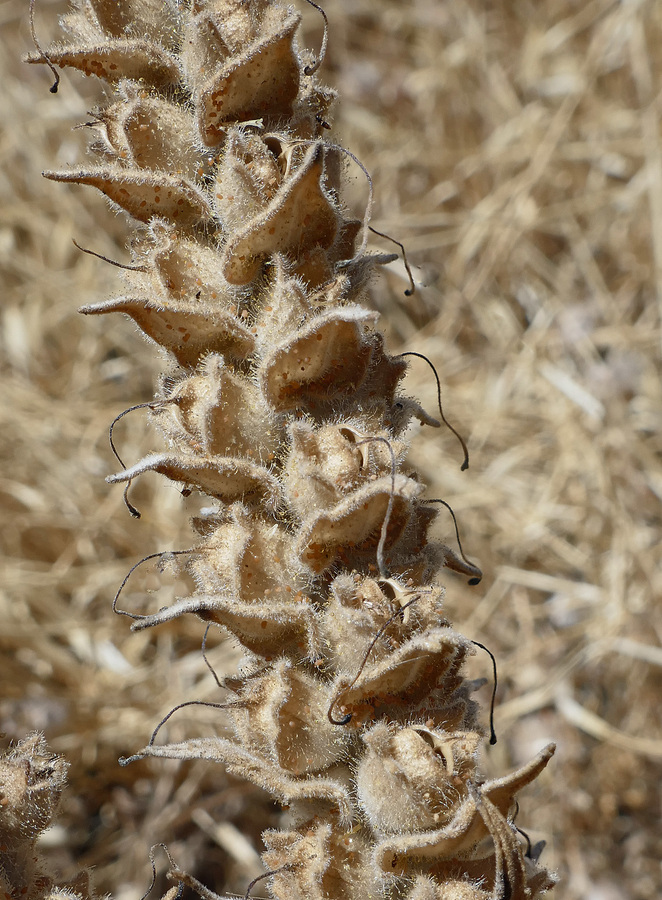 Bellardia trixago_seed pods(dry)_copyright_2018_NealKramer