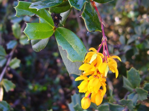 Berberis darwinii_Zoya Akulova