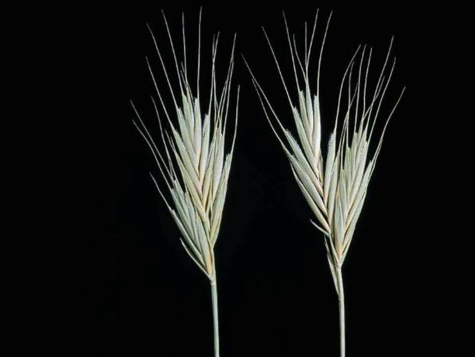 Brachypodium distachyon_annual falsebrome_ JM Di Tomaso