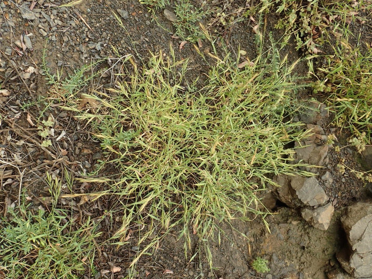 Brachypodium-distachyon_growth-habit_Ron-Vanderhoff_cropped