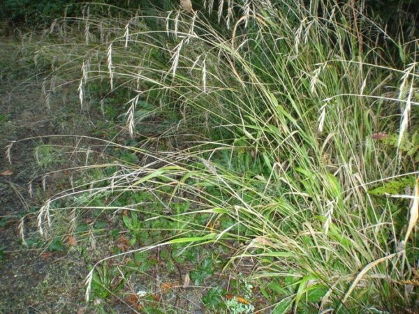 Brachypodium Sylvaticum Profile California Invasive Plant Council brachypodium-sylvaticum-profile-california-invasive-plant-council