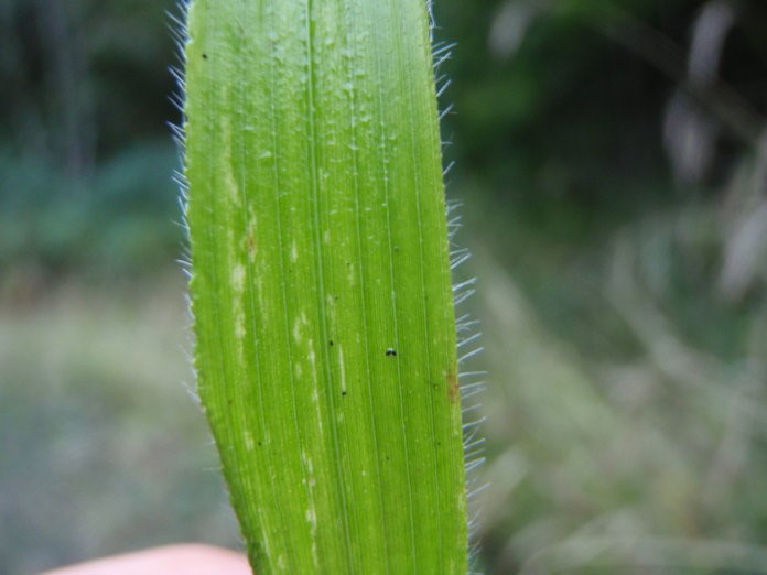 False brome identification and control: Brachypodium sylvaticum