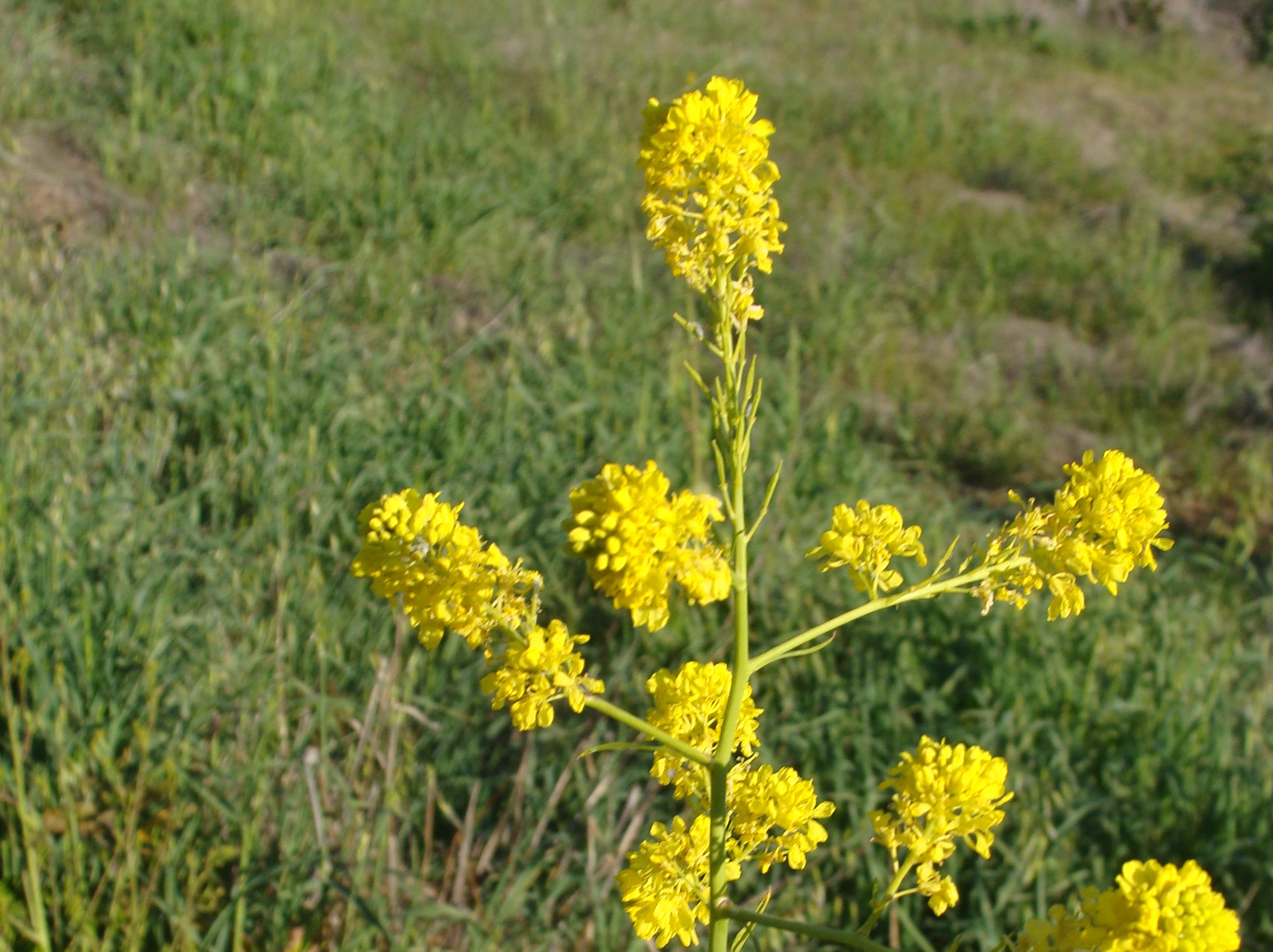 Brassica juncea (Chinese mustard): Go Botany