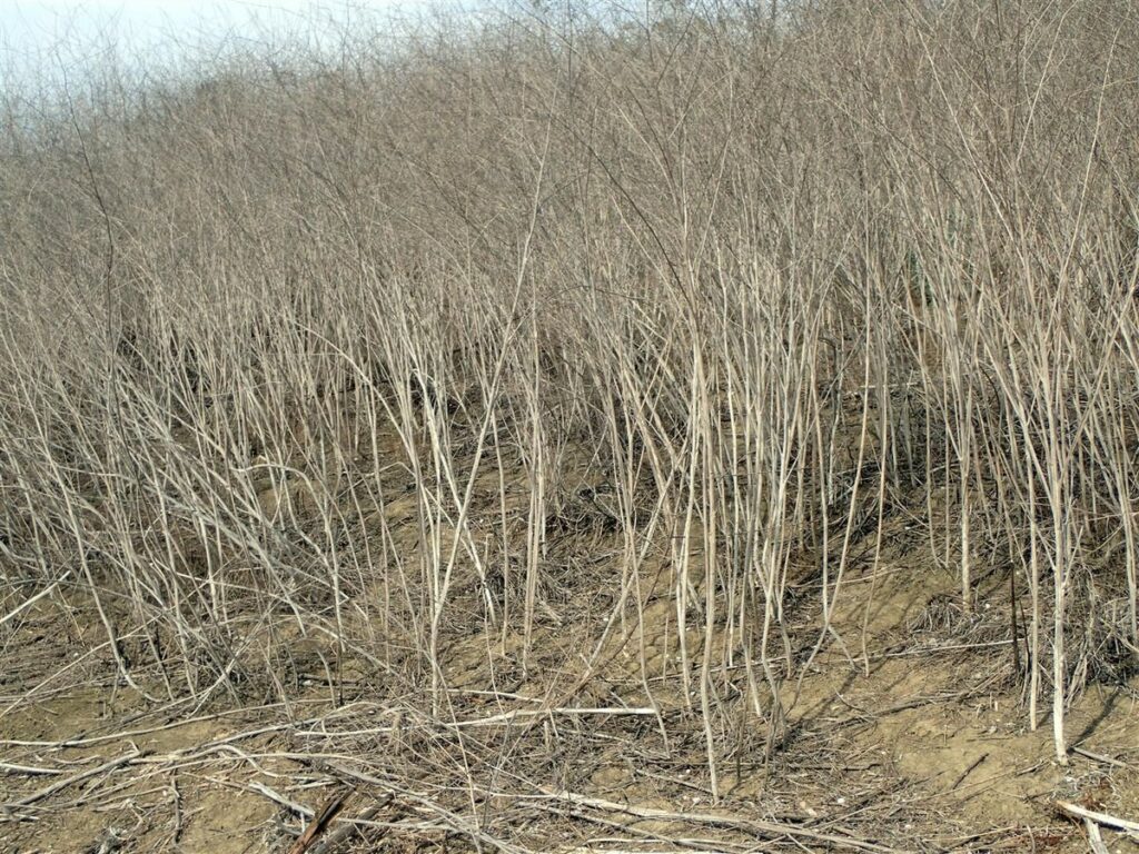 Brassica nigra Profile California Invasive Plant Council