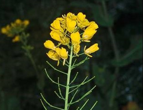 Brassica rapa_Birdsrape mustard_flowers_JM DiTomaso