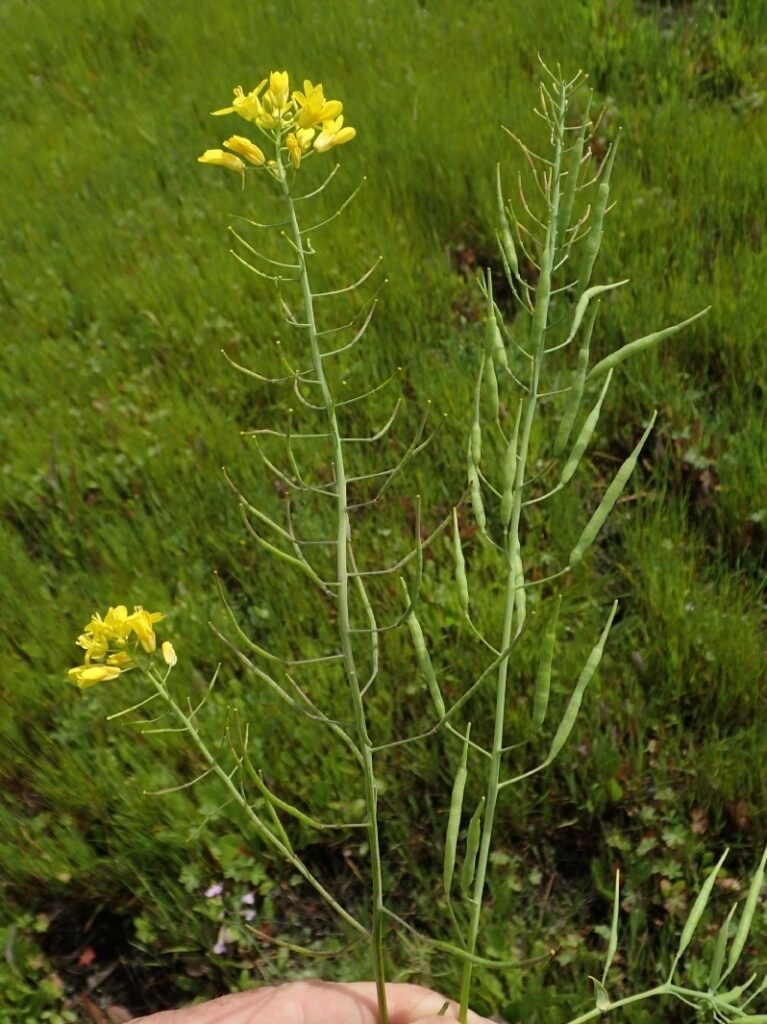 Brassica rapa Profile California Invasive Plant Council