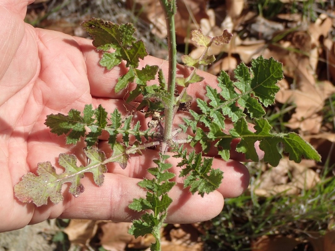 Brassica tournefortii_growth habit (small plant)_Ron Vanderhoff_cropped