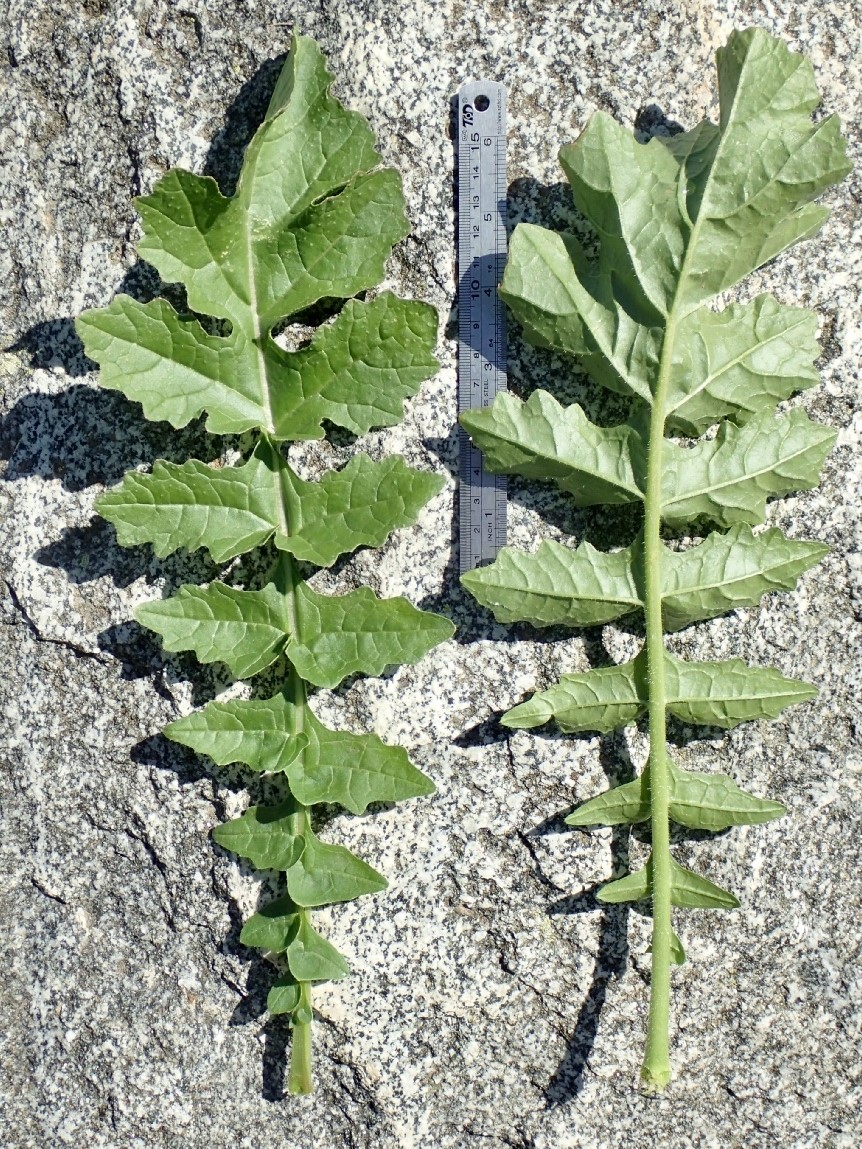 Brassica tournefortii_leaves_Ron Vanderhoff_cropped