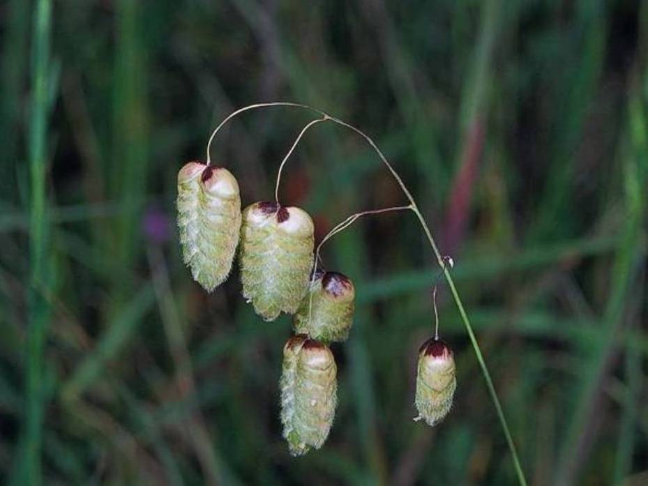 Briza maxima_ big quaking grass_ JM Di Tomaso