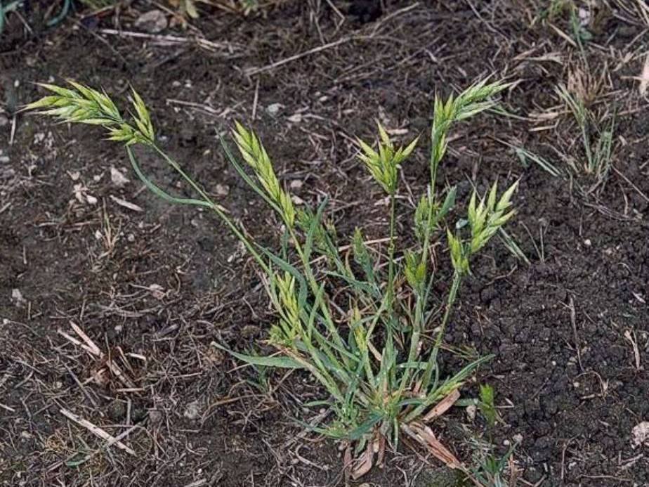 Bromus hordeaceus_soft brome_ JM Di Tomaso