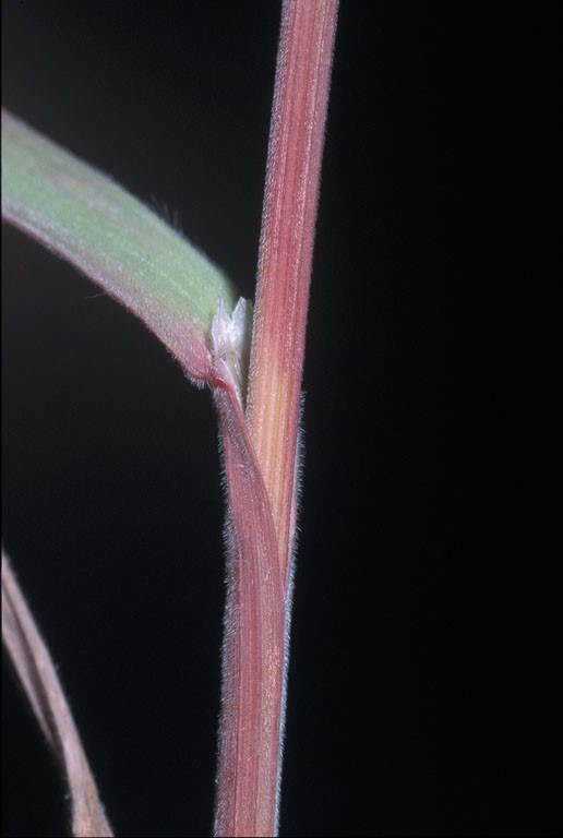 Bromus tectorum_leaf blade, sheath, and stem_JoeDiTomaso