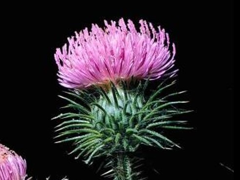 Carduus acanthoides_Plumeless Thistle__flower_JM DiTomaso